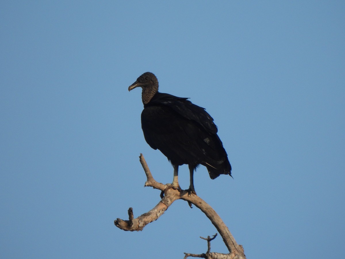 Black Vulture - ML641092665