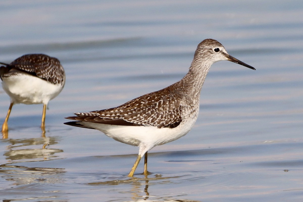 Lesser Yellowlegs - ML641092667