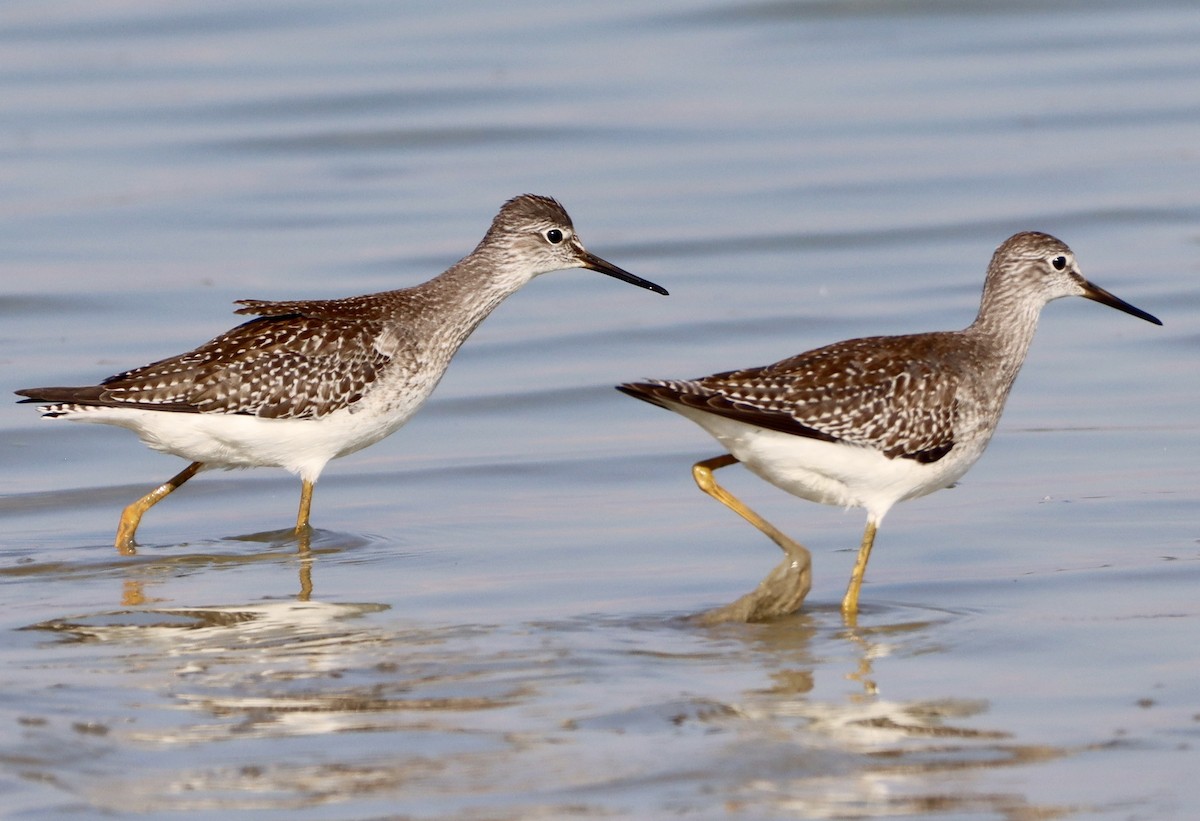 Lesser Yellowlegs - ML641092668