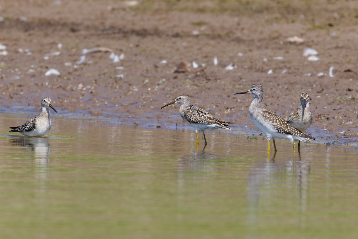 Stilt Sandpiper - ML641092672