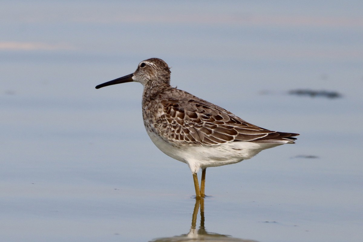 Stilt Sandpiper - ML641092674
