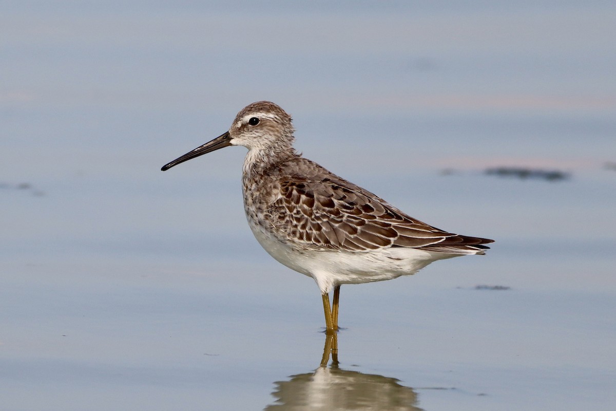 Stilt Sandpiper - ML641092675