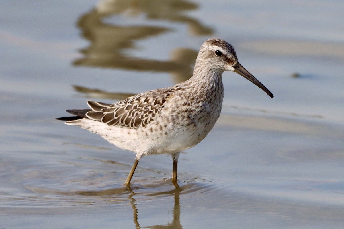 Stilt Sandpiper - ML641092676