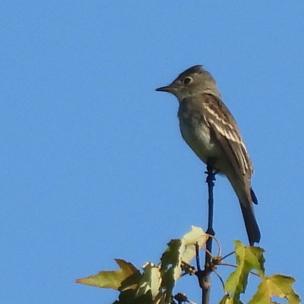 Eastern Wood-Pewee - ML641092677