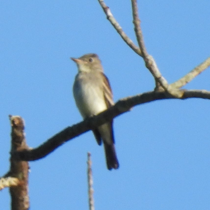 Eastern Wood-Pewee - ML641092678