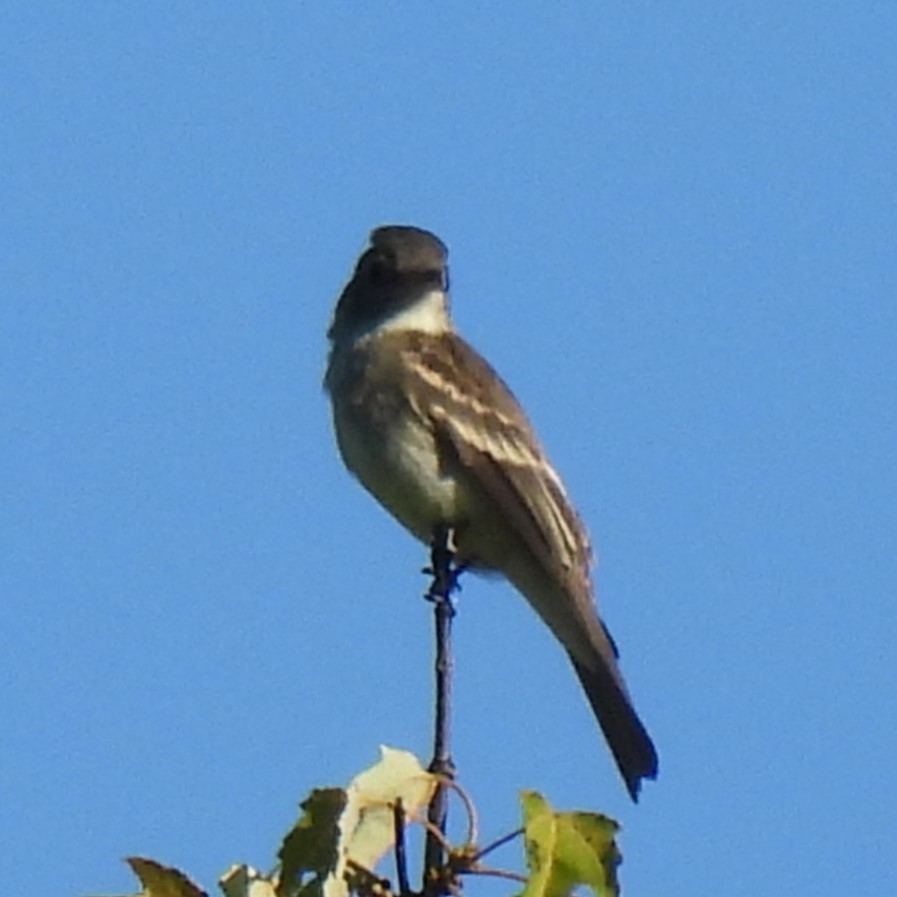 Eastern Wood-Pewee - ML641092679