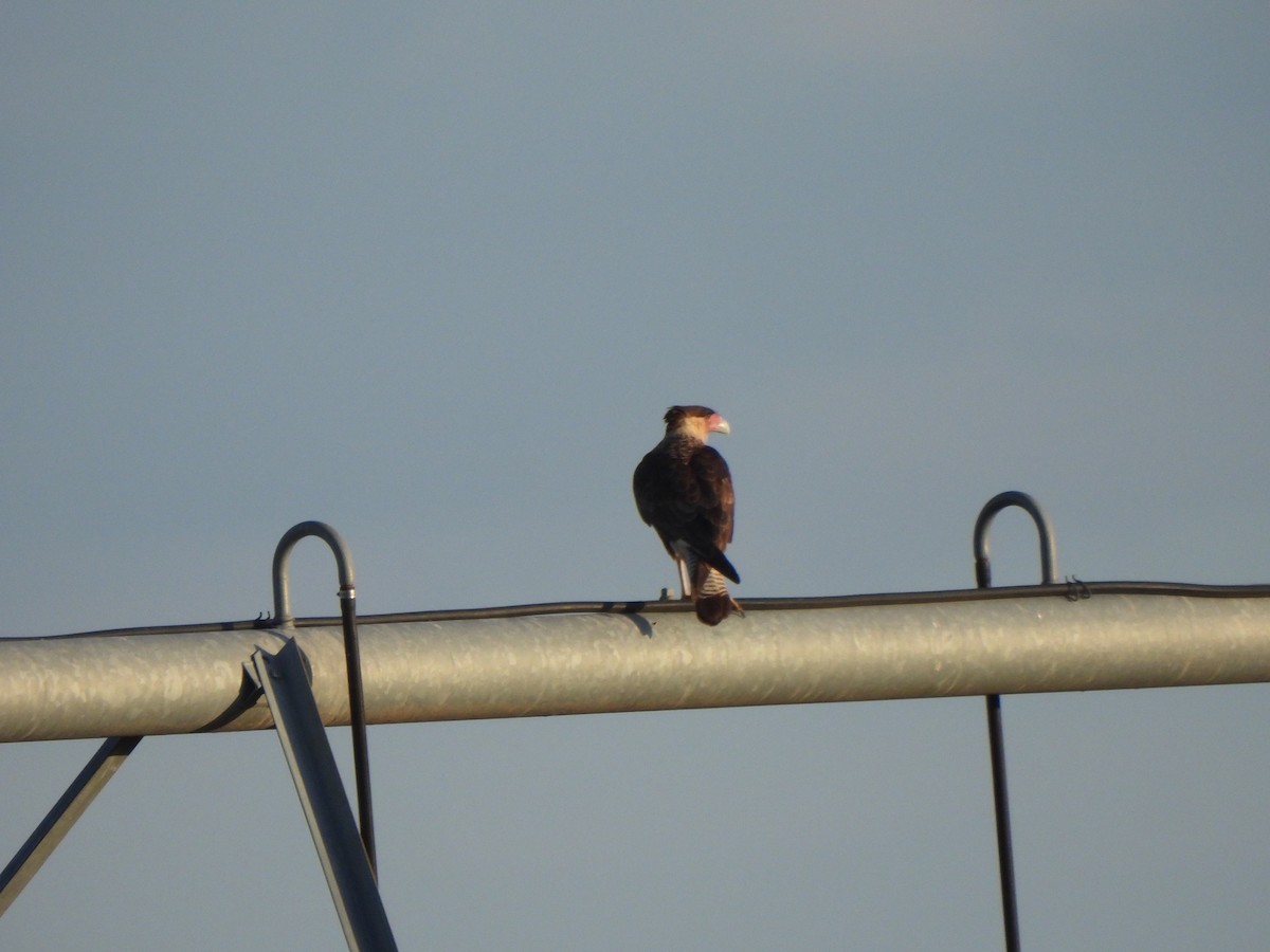 Crested Caracara (Northern) - ML641092705