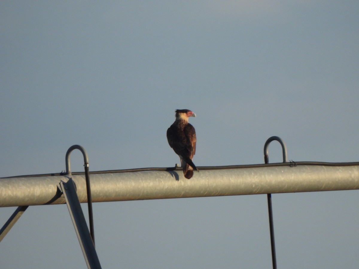 Crested Caracara (Northern) - ML641092713