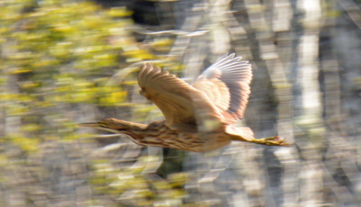 American Bittern - ML641092735