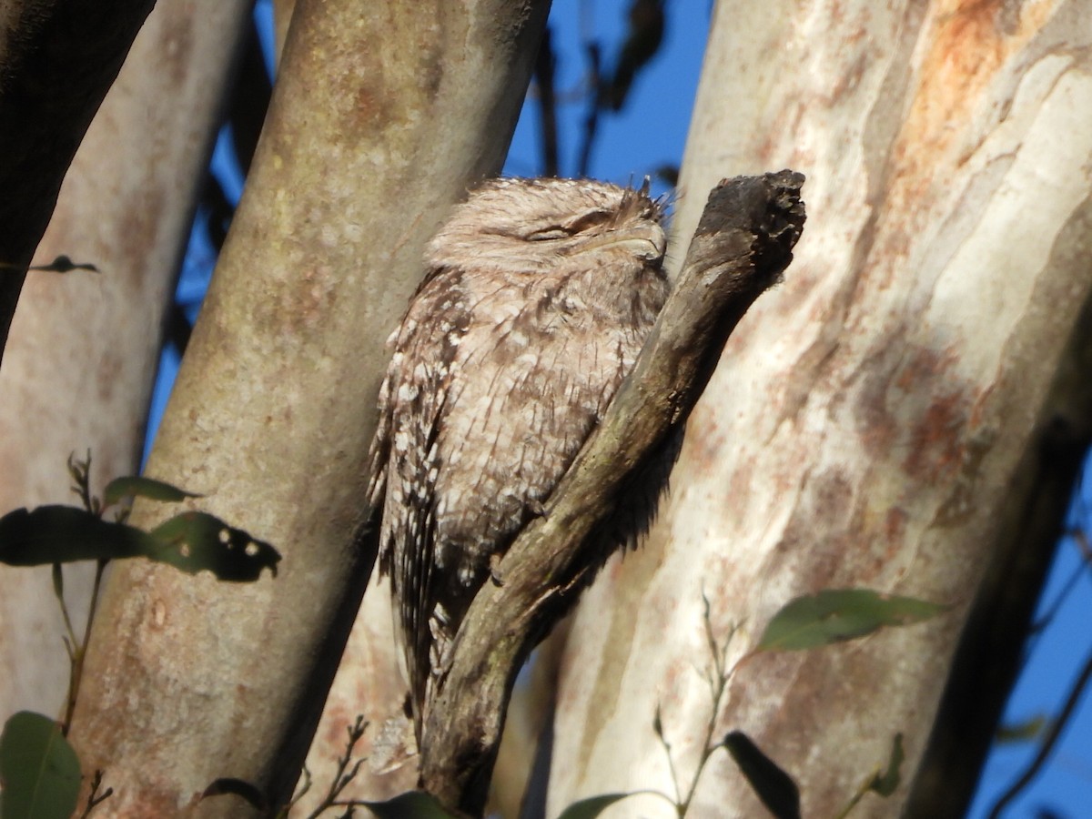 Tawny Frogmouth - ML641092787