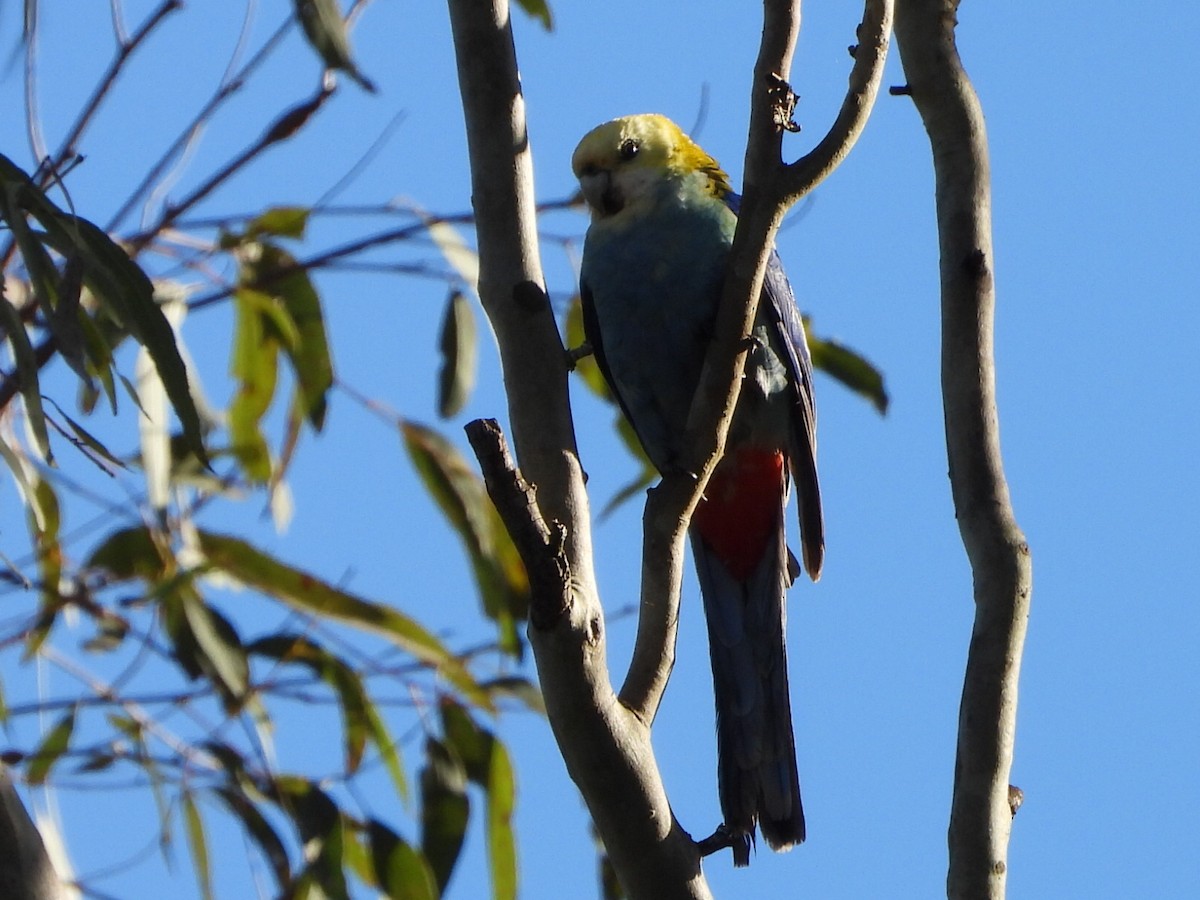 Pale-headed Rosella - ML641092807