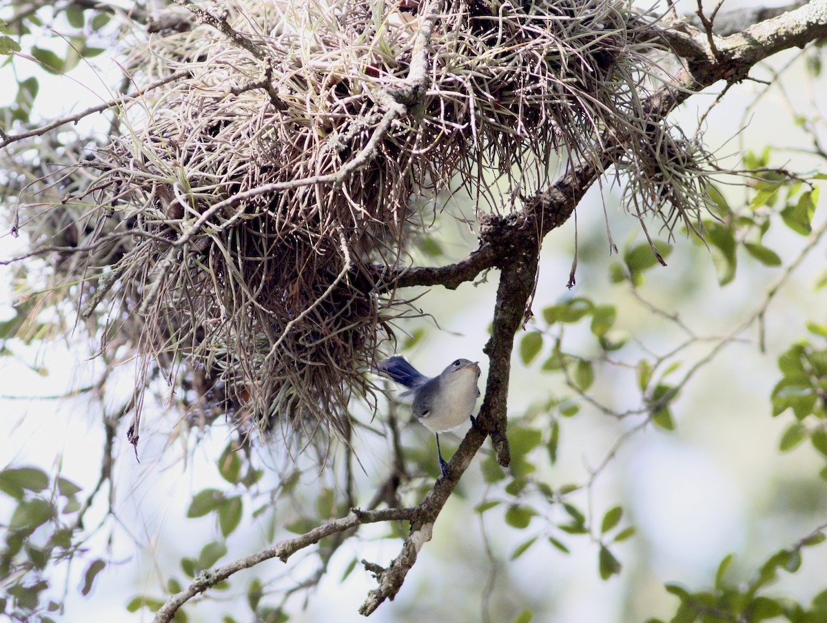 Blue-gray Gnatcatcher - ML641092813