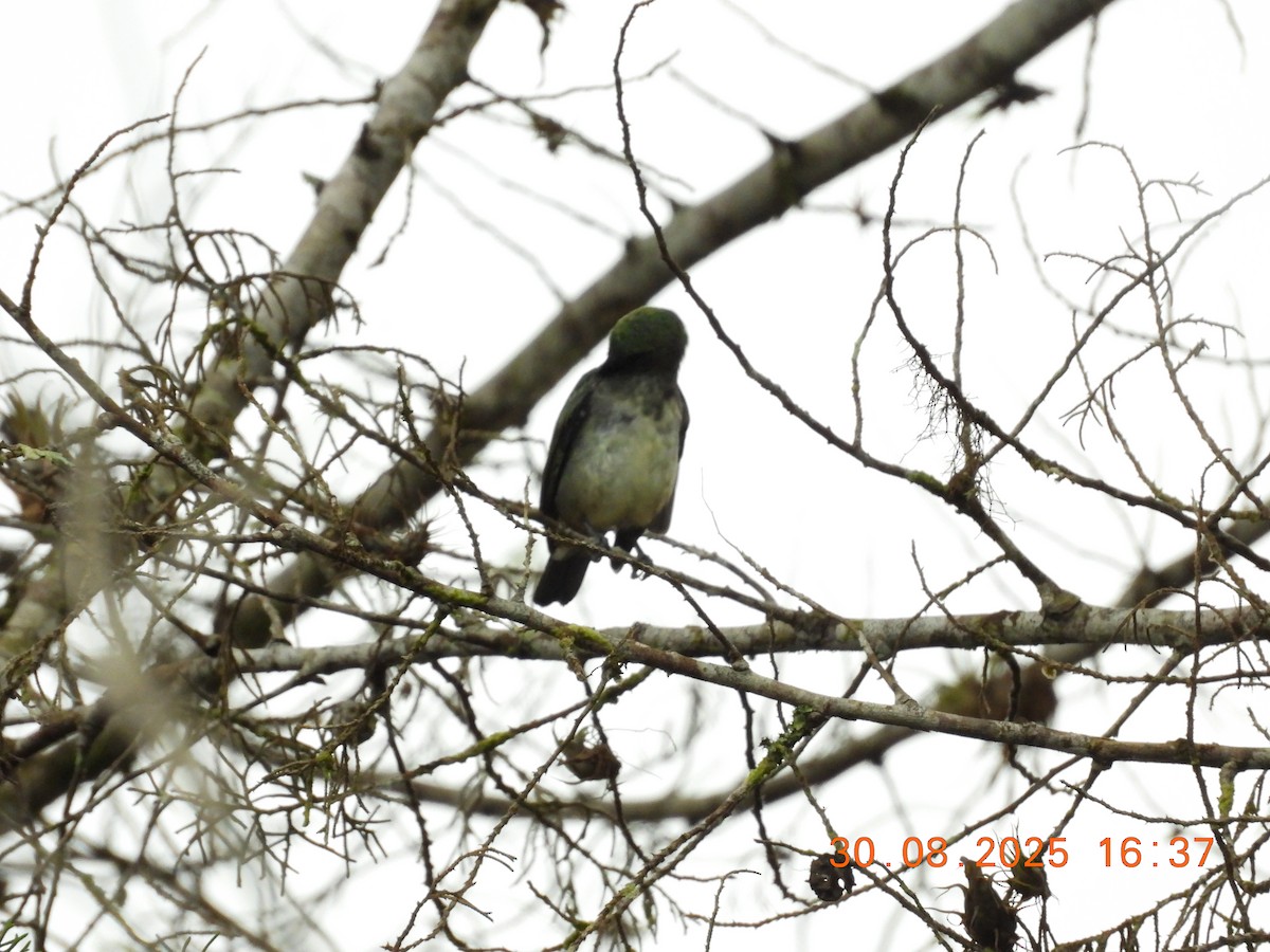 Golden-hooded Tanager - ML641092817