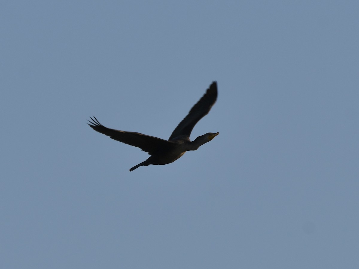 Double-crested Cormorant - ML641092840