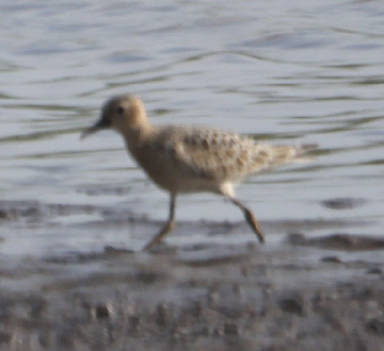 Buff-breasted Sandpiper - ML641092843