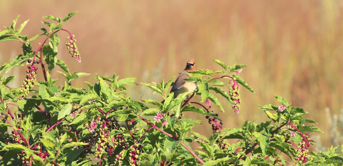 Cedar Waxwing - ML641092854