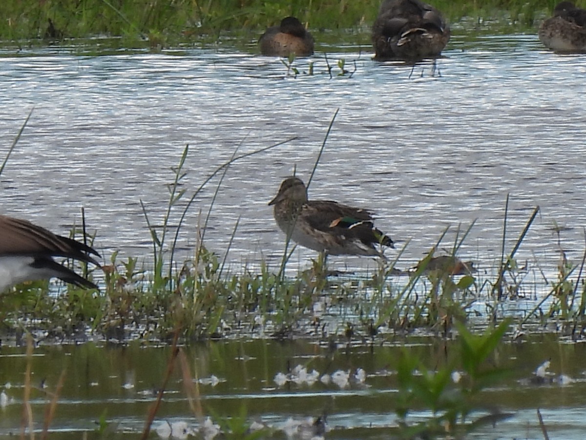 Green-winged Teal - ML641092858