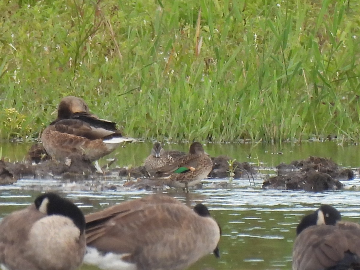 Green-winged Teal - ML641092859