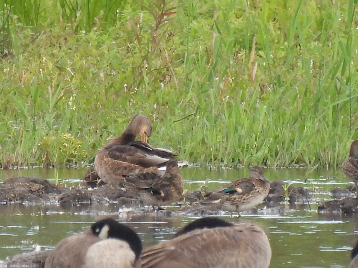 Green-winged Teal - ML641092860