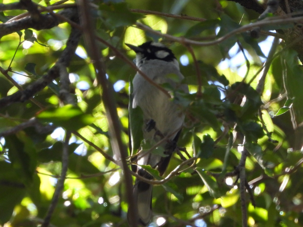 White-eared Monarch - ML641092862
