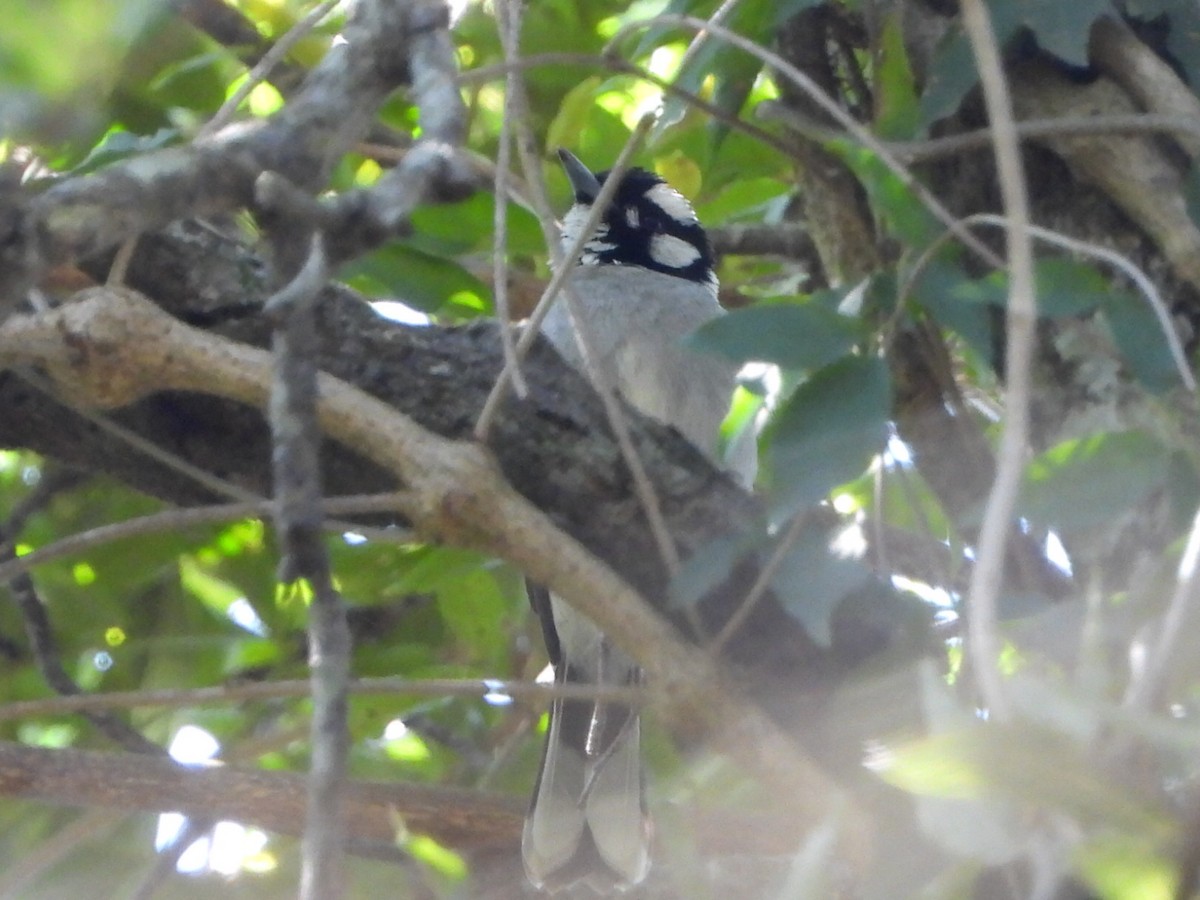 White-eared Monarch - ML641092864