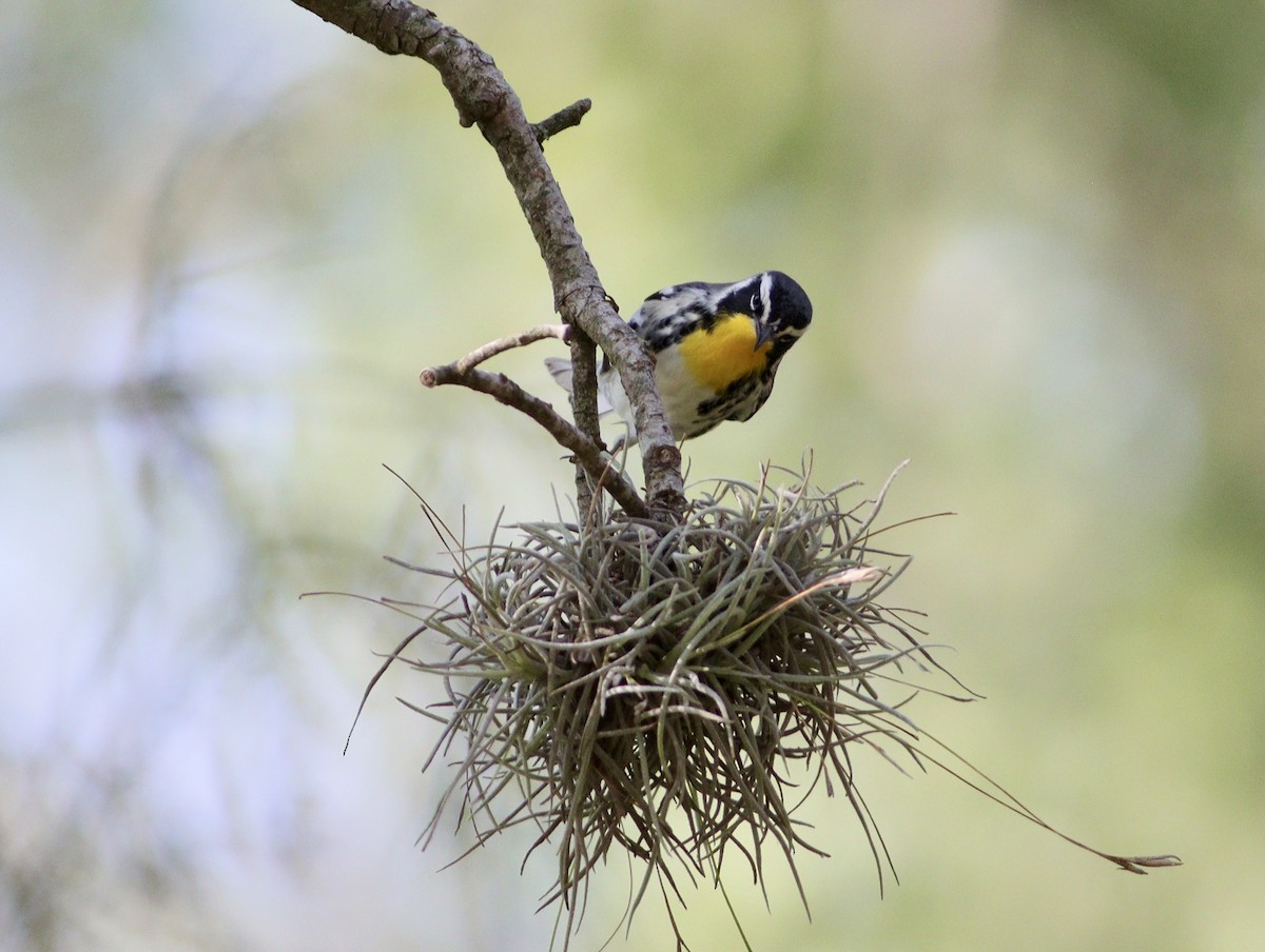 Yellow-throated Warbler - ML641092874