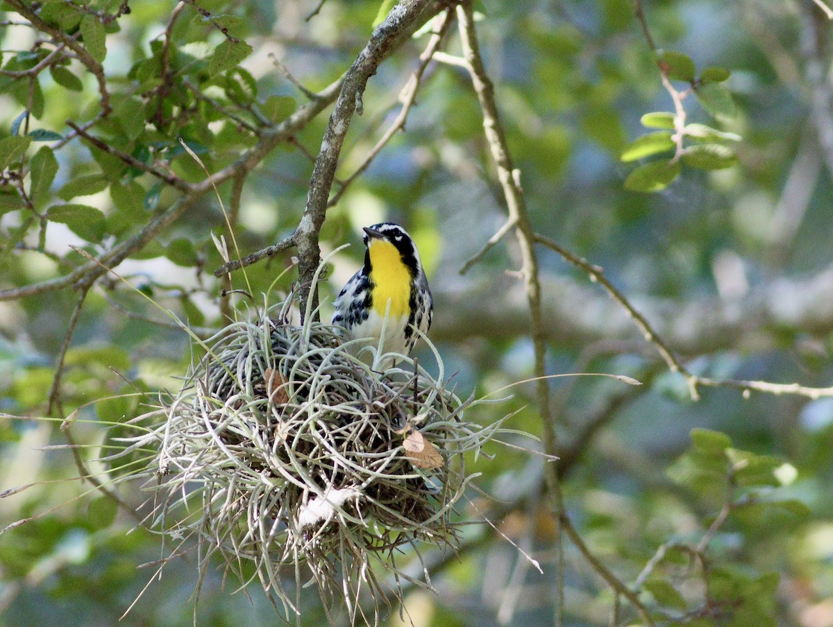 Yellow-throated Warbler - ML641092875