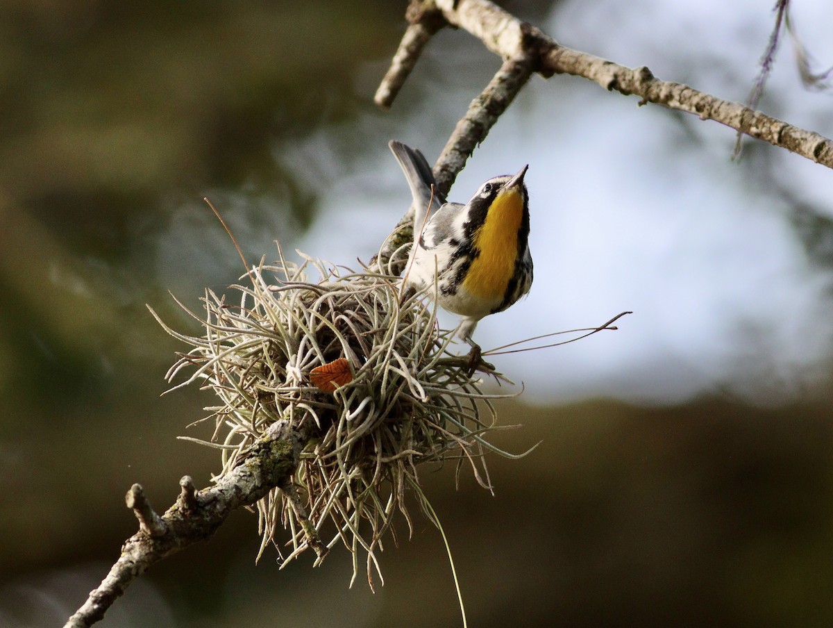 Yellow-throated Warbler - ML641092876