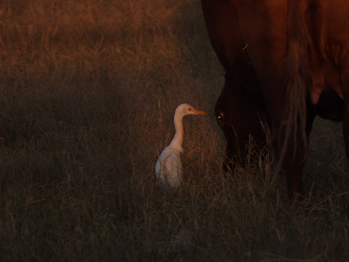 Western Cattle-Egret - ML641092895