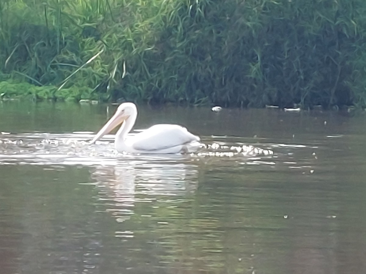 American White Pelican - ML641092897