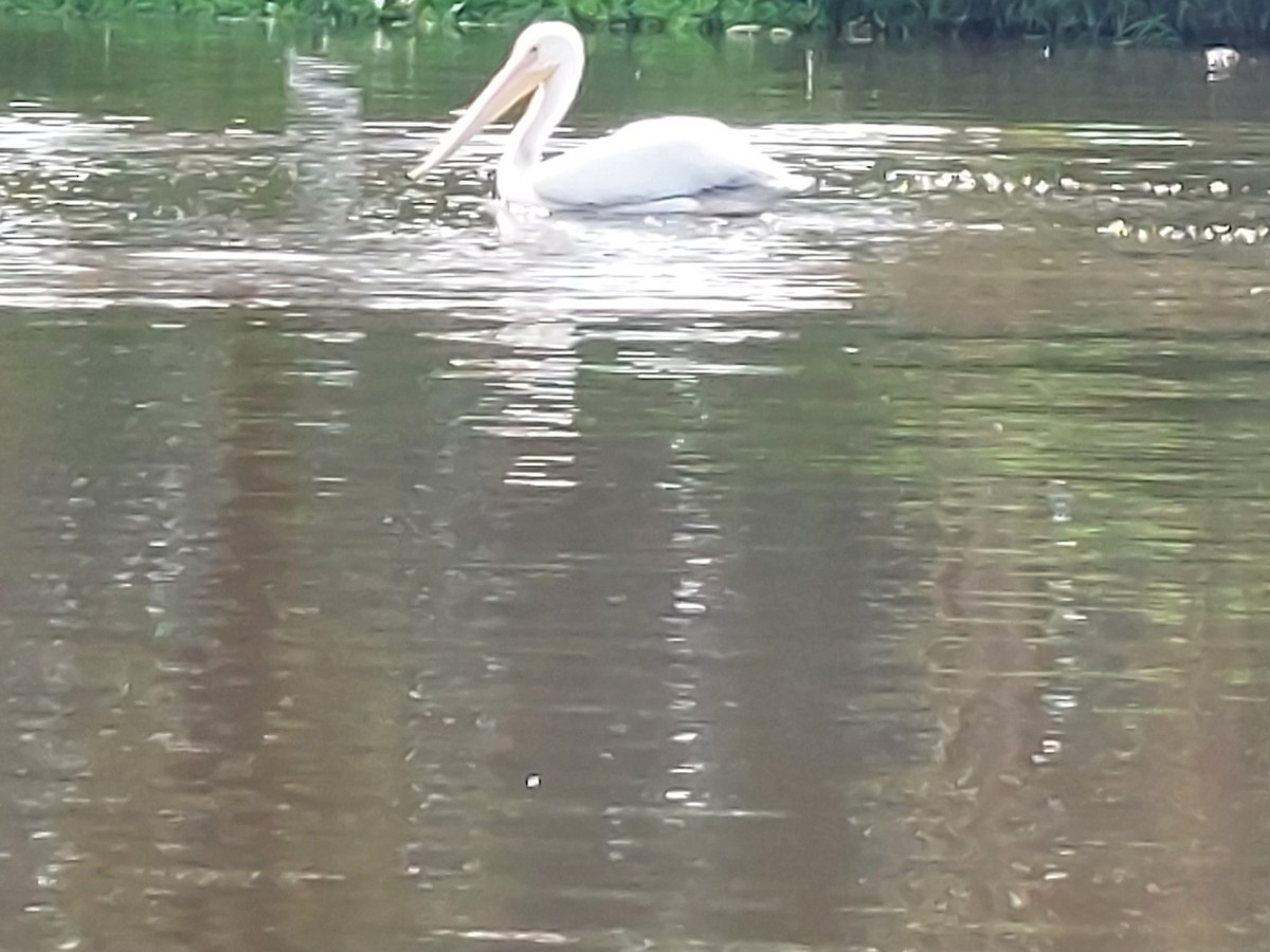 American White Pelican - ML641092898