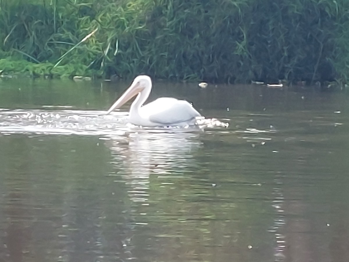 American White Pelican - ML641092899