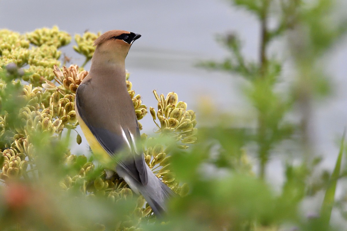 Cedar Waxwing - ML641092901