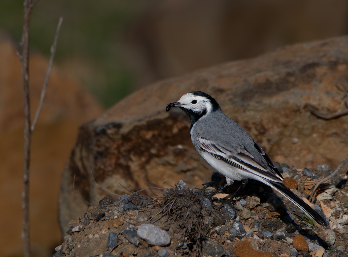White Wagtail (White-faced) - ML641092913