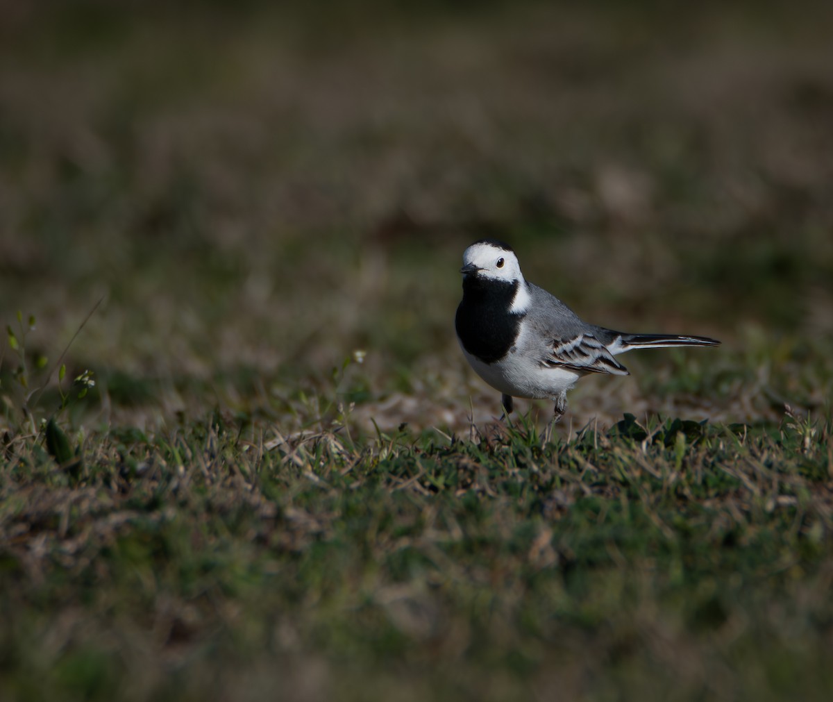 White Wagtail (White-faced) - ML641092917