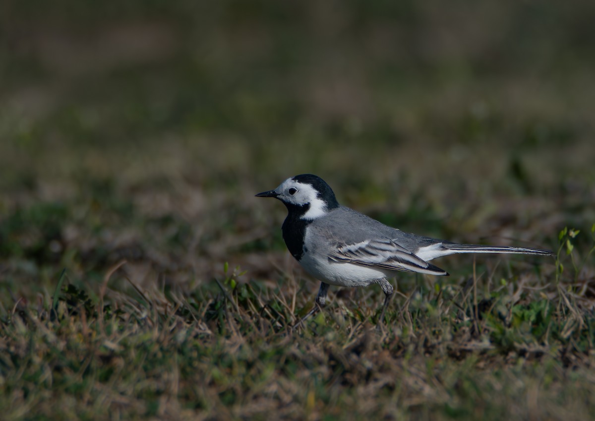 White Wagtail (White-faced) - ML641092918
