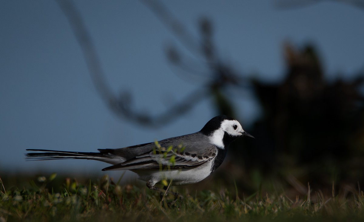 White Wagtail (White-faced) - ML641092921