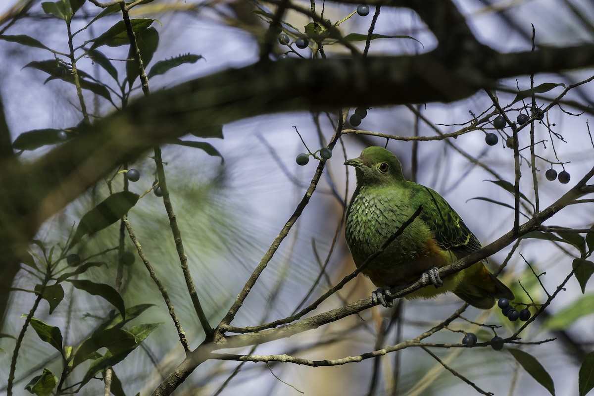 Rose-crowned Fruit-Dove - ML641092977