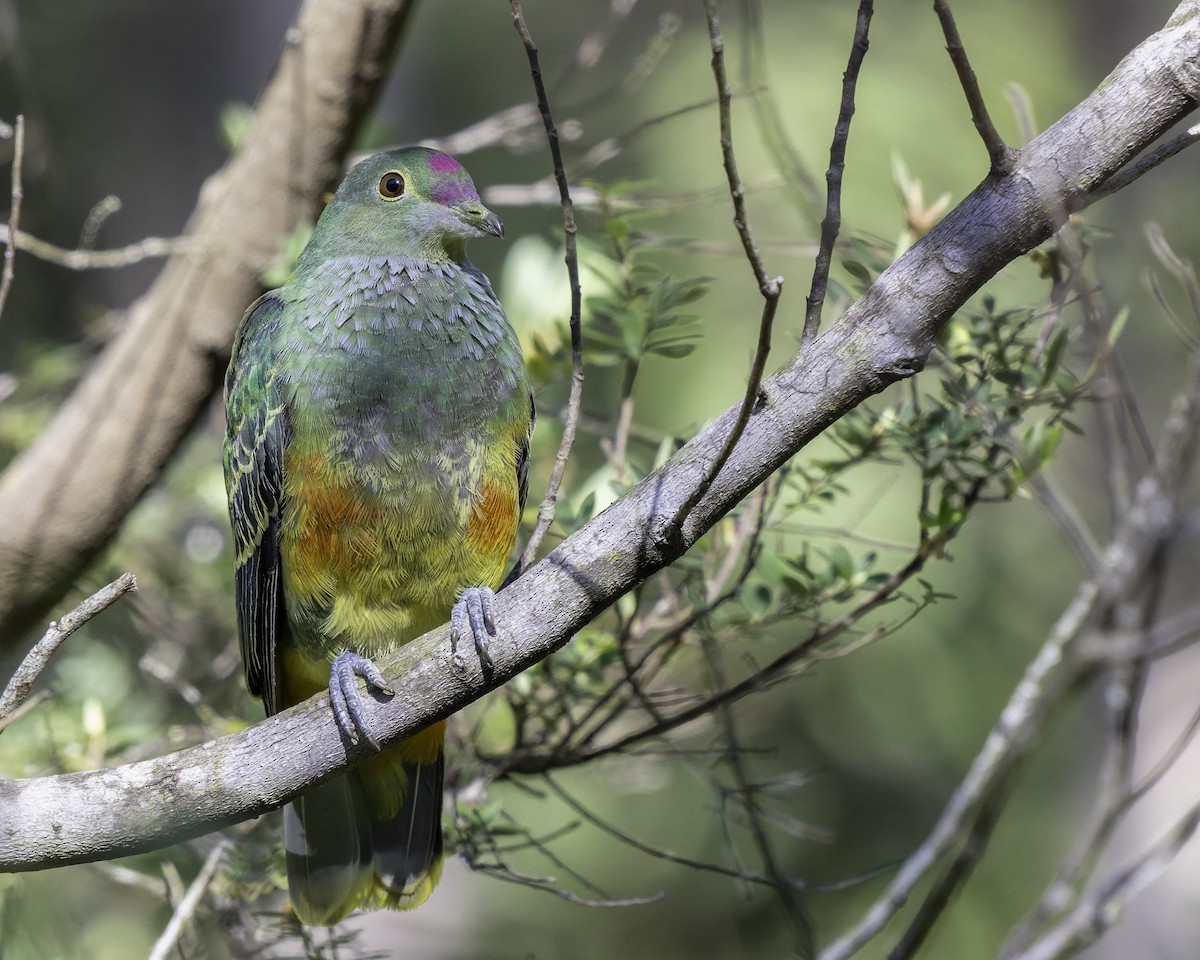 Rose-crowned Fruit-Dove - ML641092978