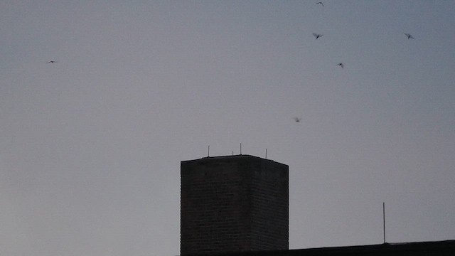 Chimney Swift - ML641092982