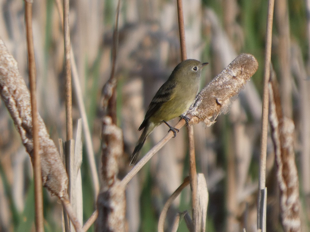 Least Flycatcher - ML641093001