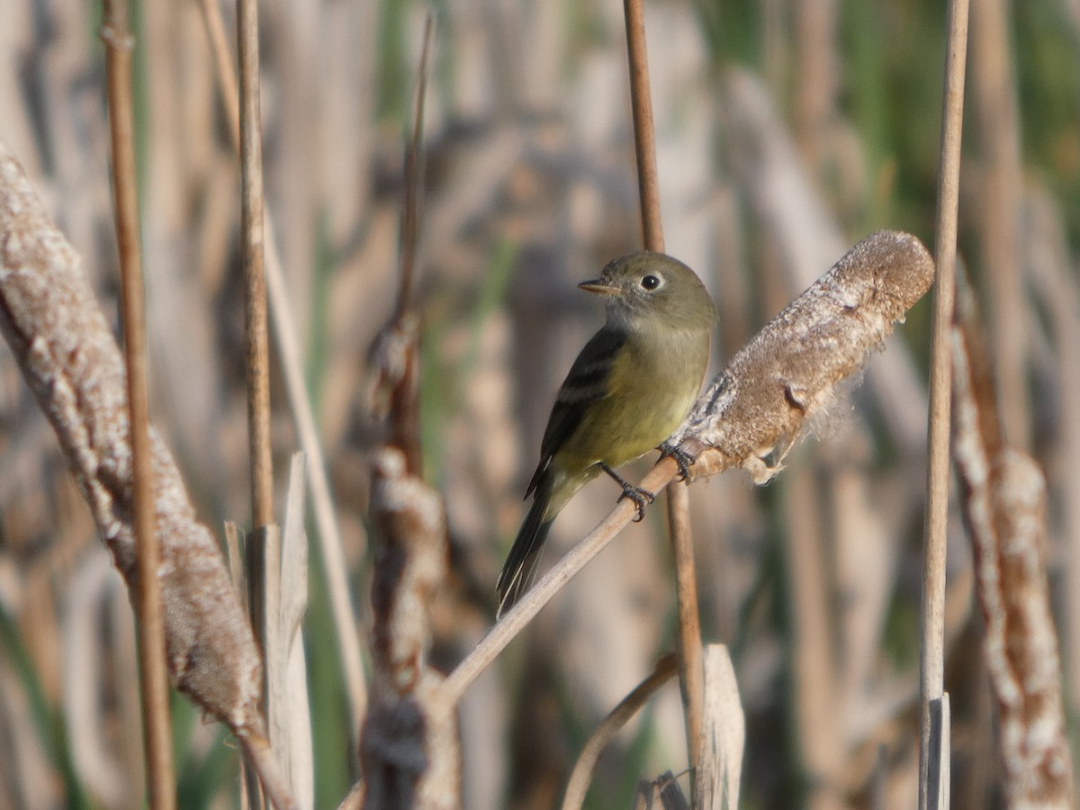 Least Flycatcher - ML641093002