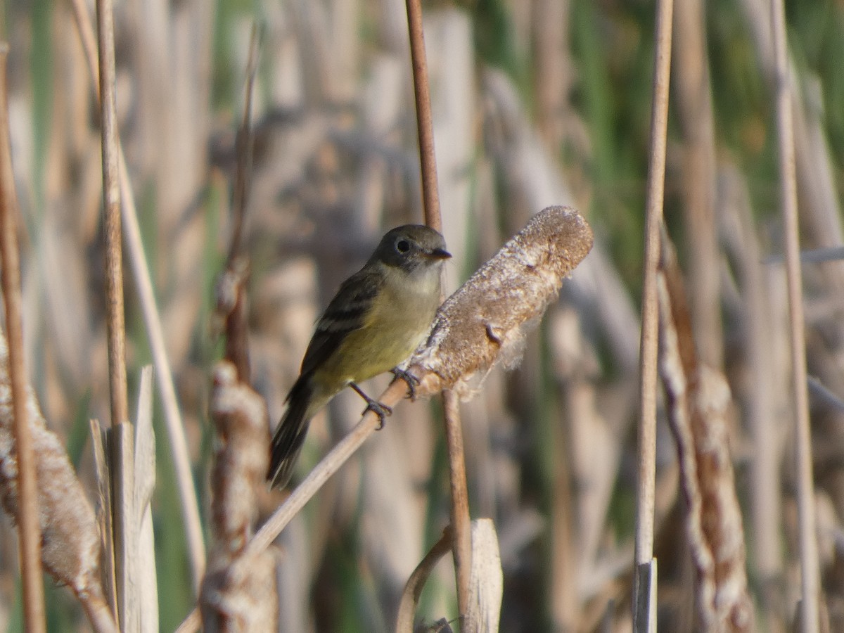 Least Flycatcher - ML641093003