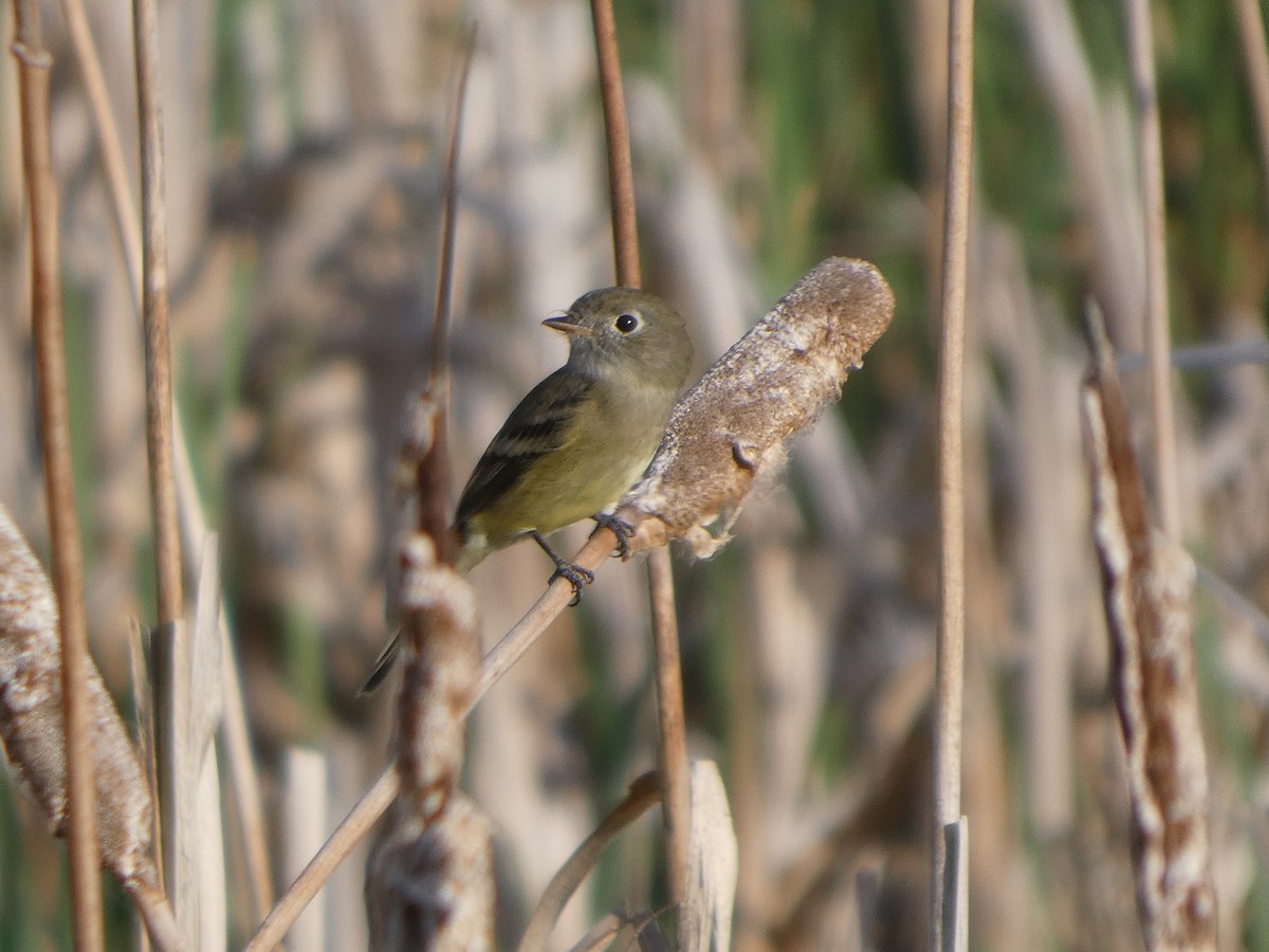 Least Flycatcher - ML641093004