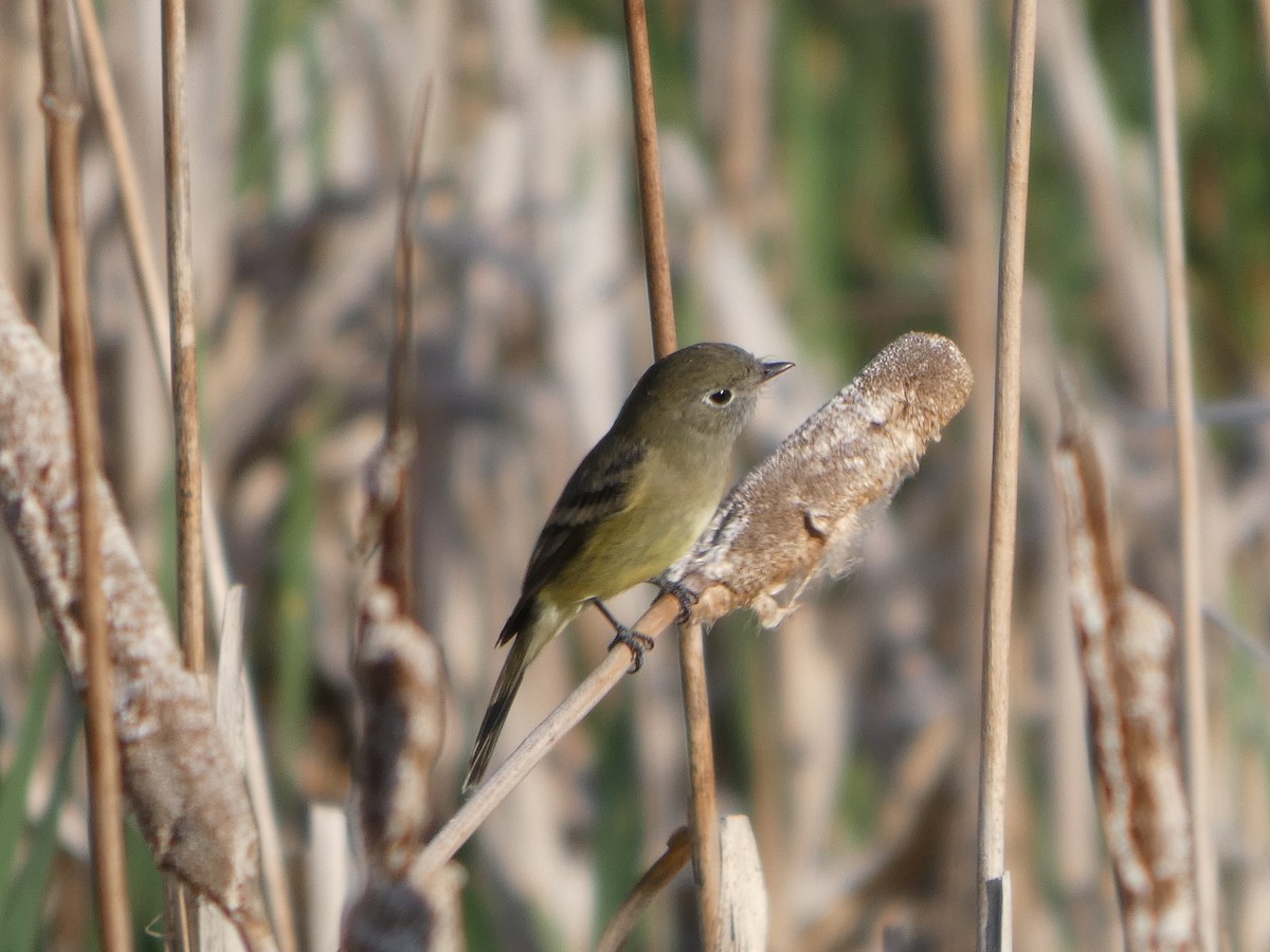 Least Flycatcher - ML641093005