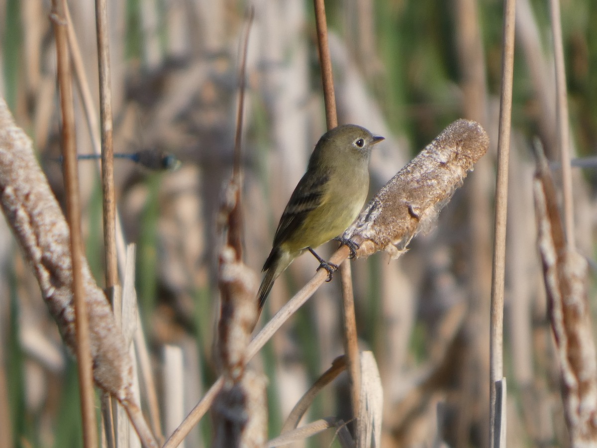 Least Flycatcher - ML641093006