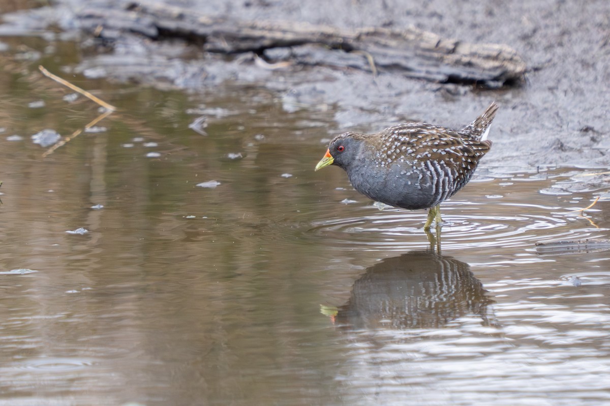 Australian Crake - ML641093083