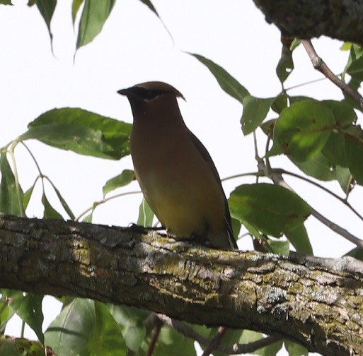 Cedar Waxwing - ML641093099