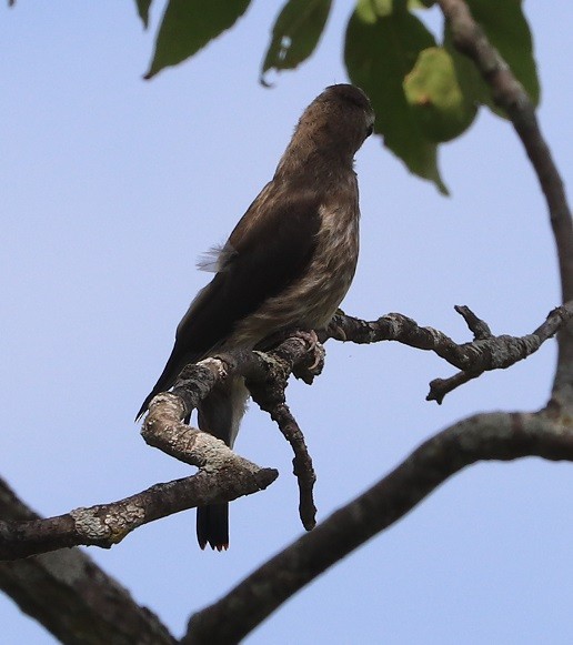 Cedar Waxwing - ML641093100