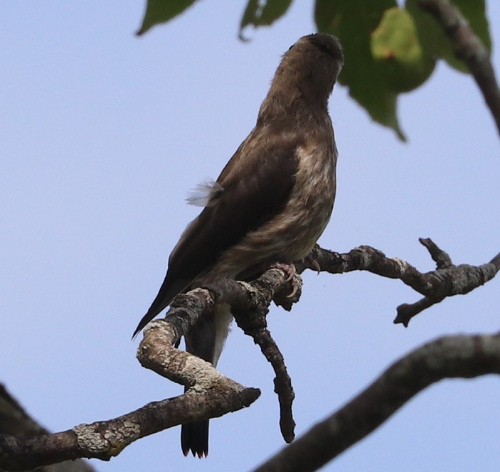 Cedar Waxwing - ML641093101